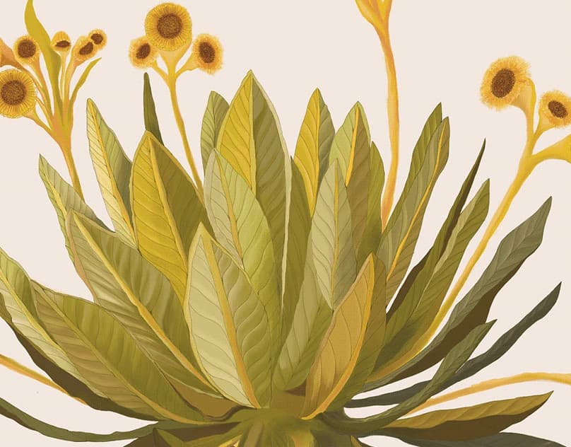 Espeletia grandiflora, frailejón