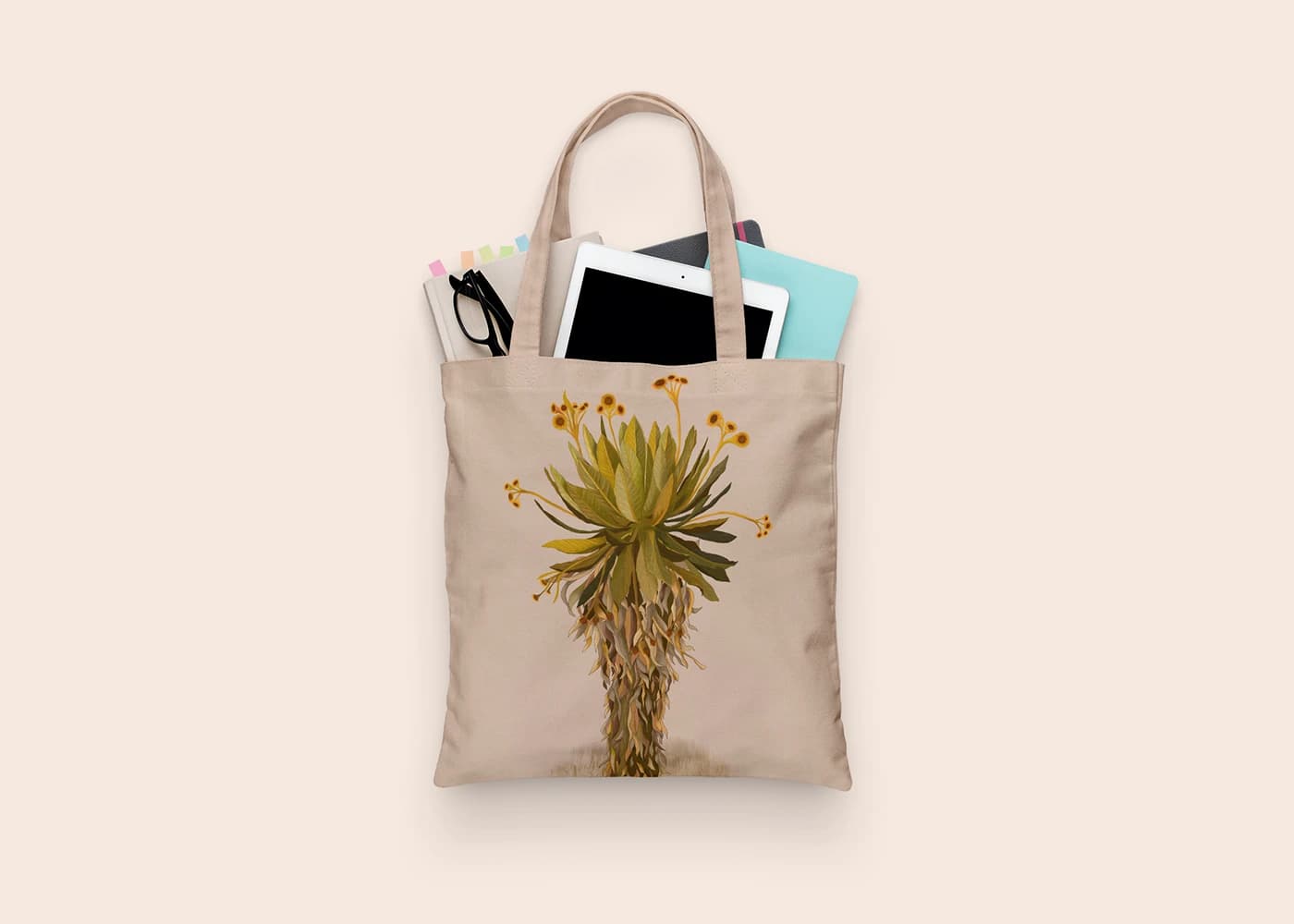 Espeletia grandiflora, frailejón, imagen 8