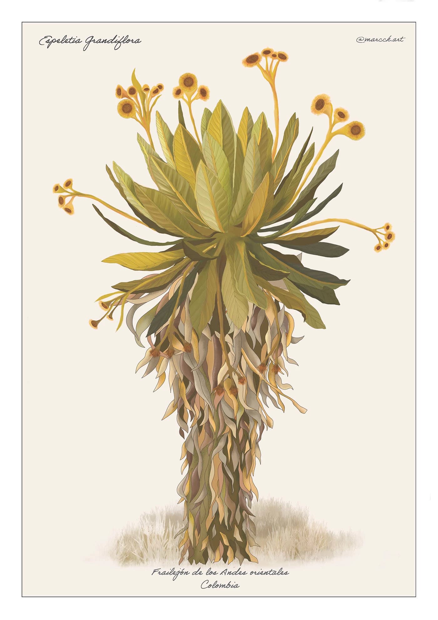 Espeletia grandiflora, frailejón, imagen 1