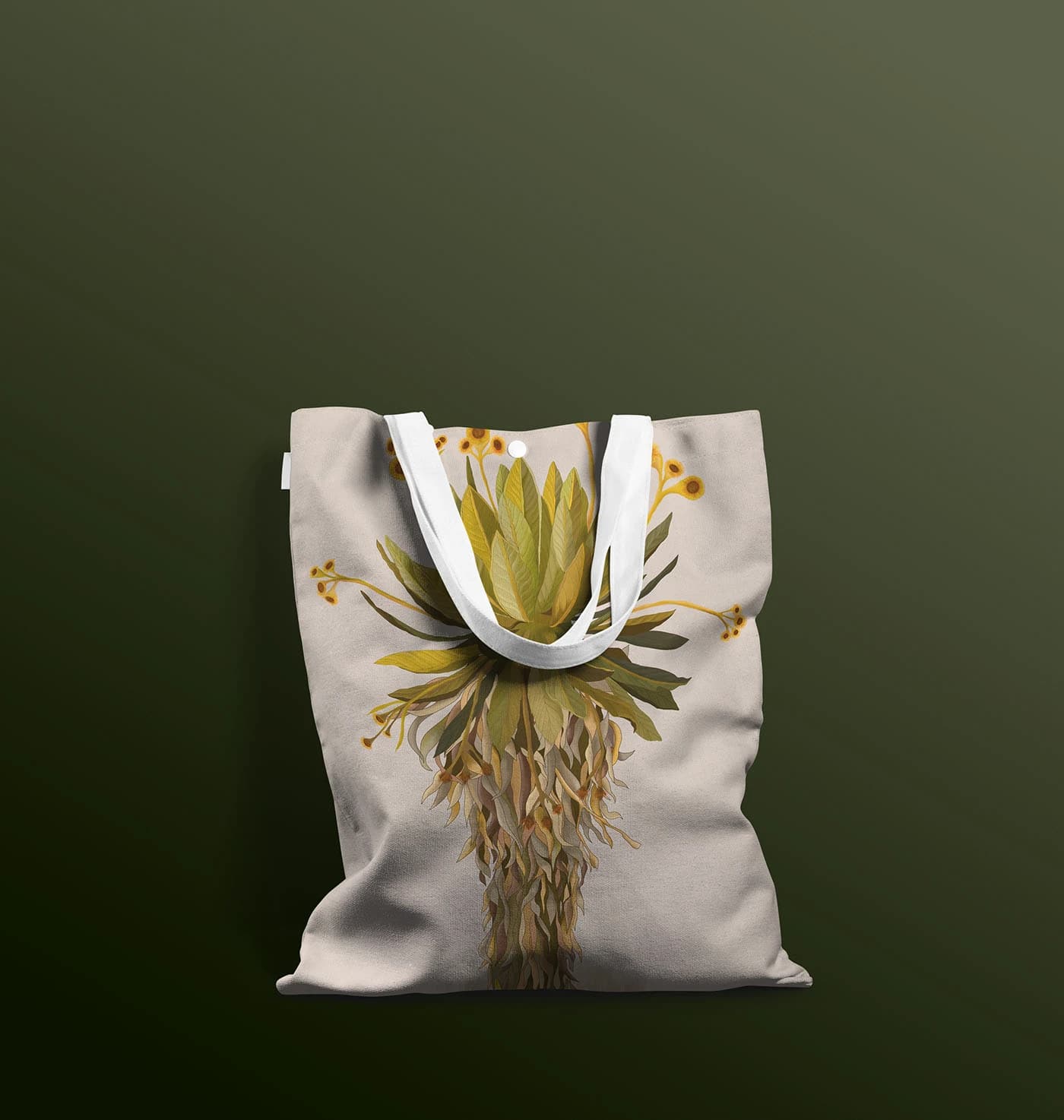 Espeletia grandiflora, frailejón, imagen 10