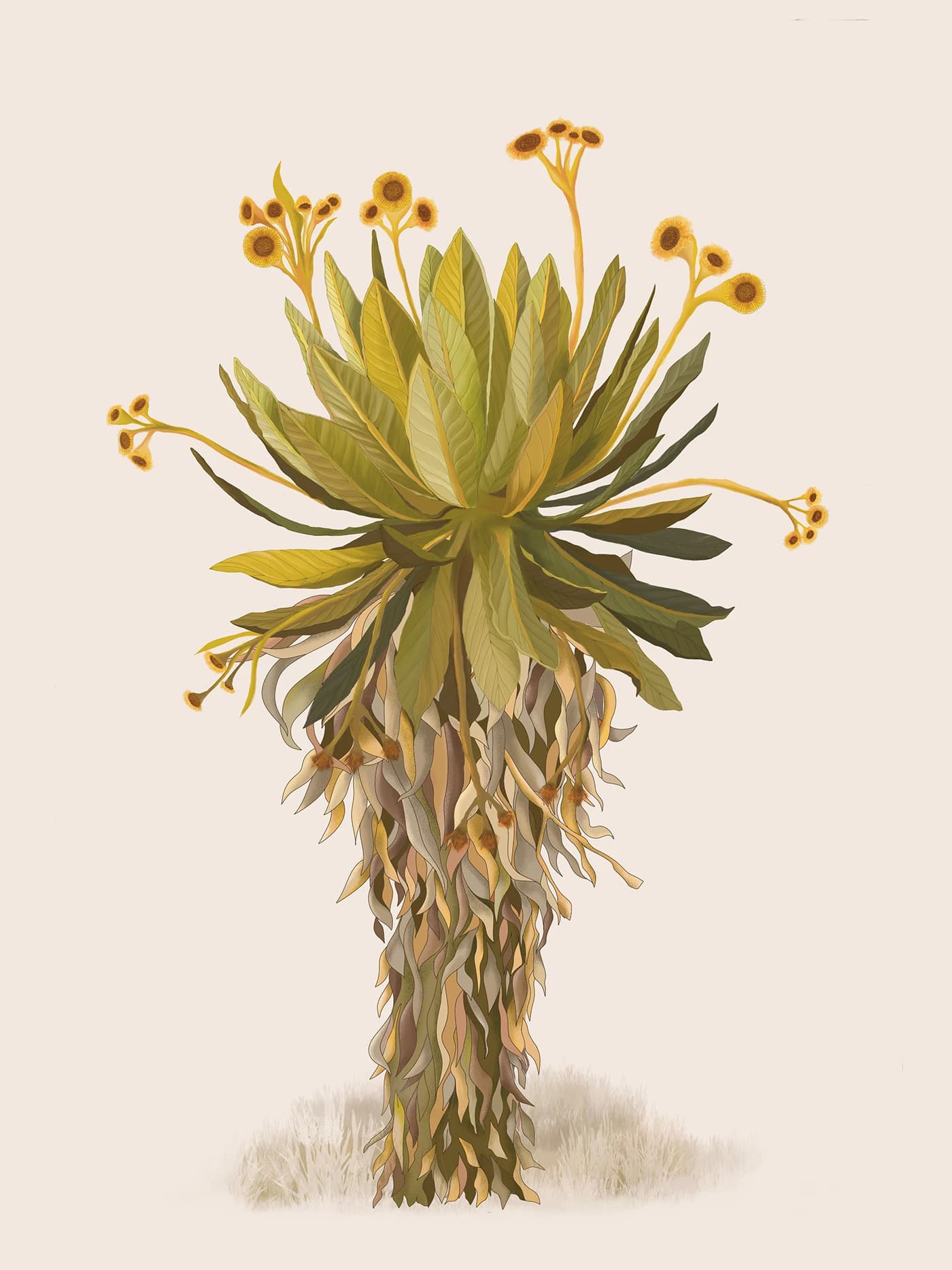 Espeletia grandiflora, frailejón, imagen 7