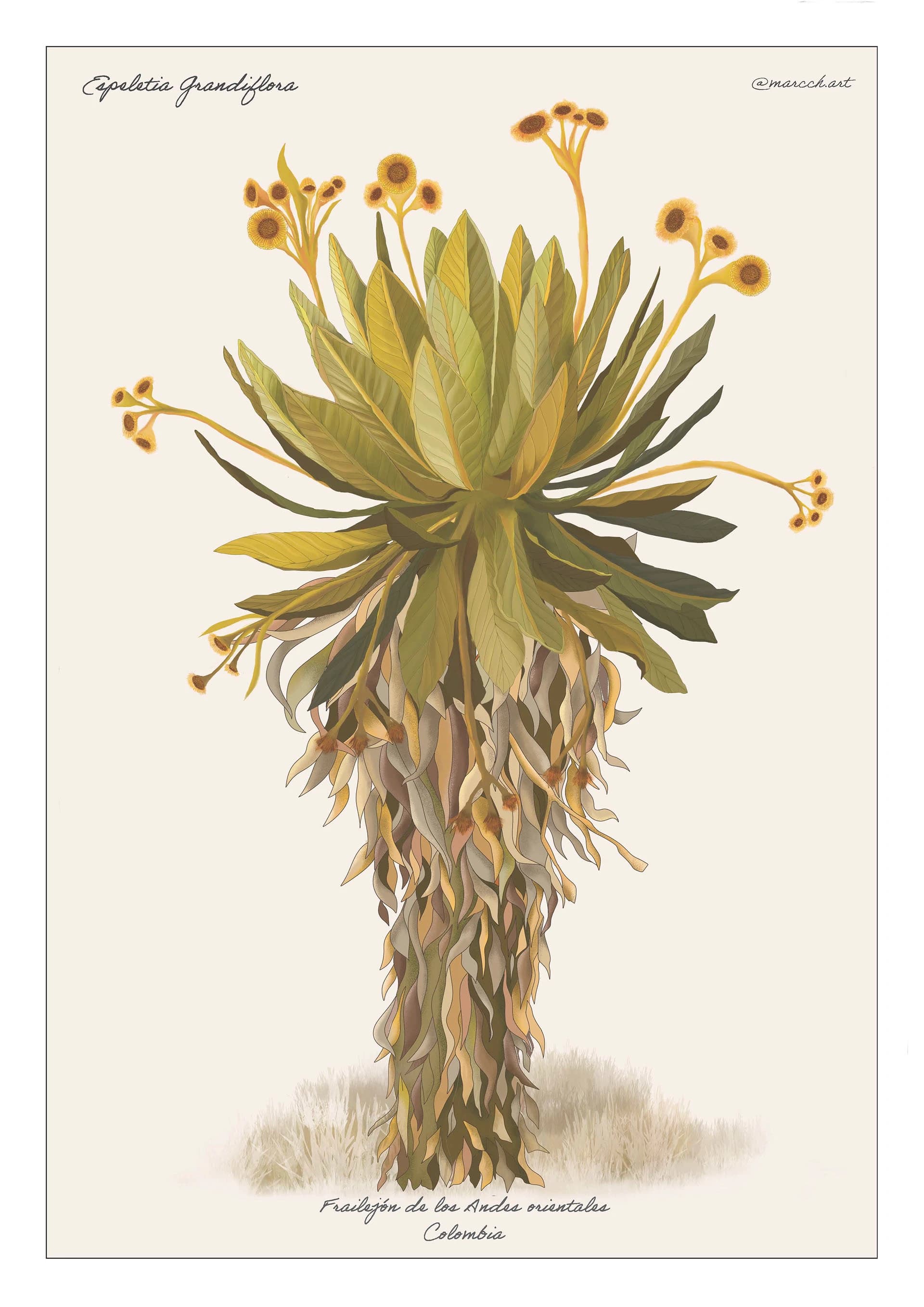 Espeletia grandiflora, frailejón, imagen 5