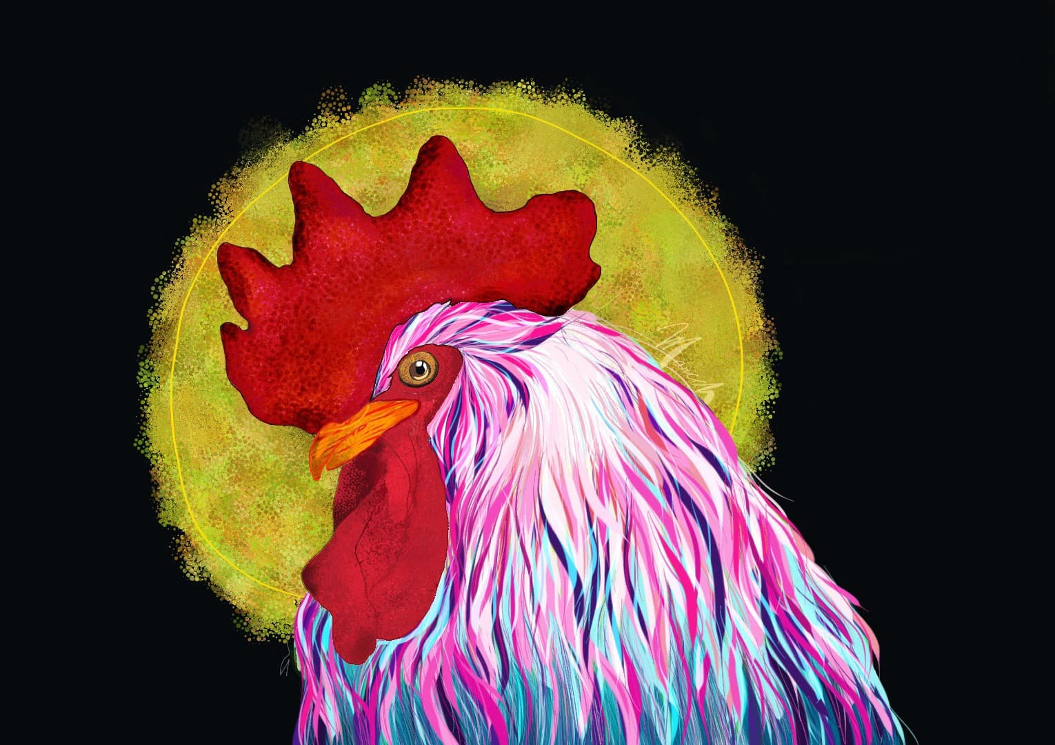 Gallo sol, imagen 1