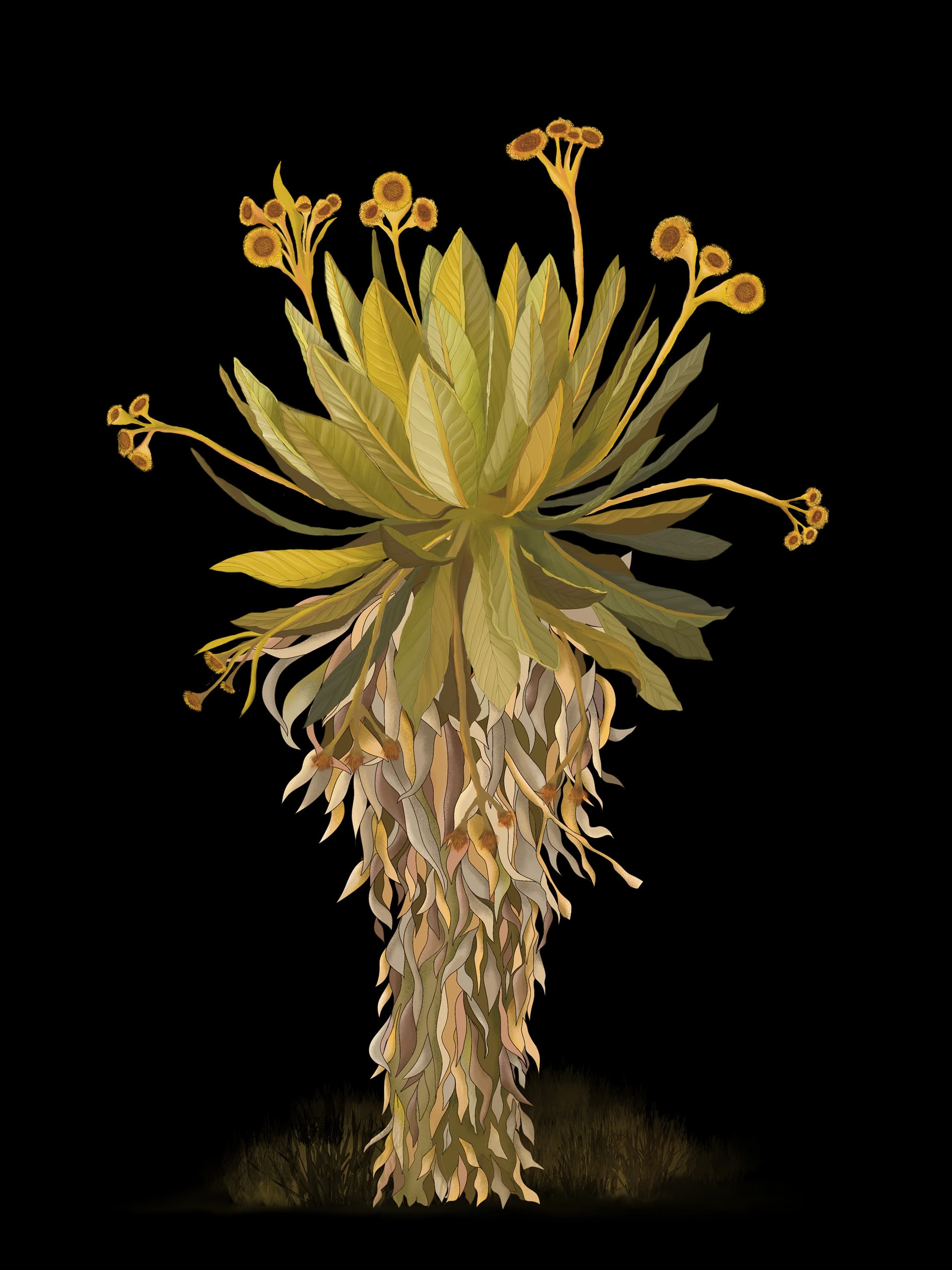 Espeletia grandiflora, frailejón, imagen 6