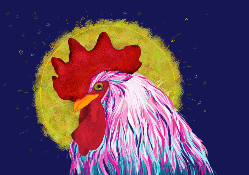 Gallo sol, imagen 2